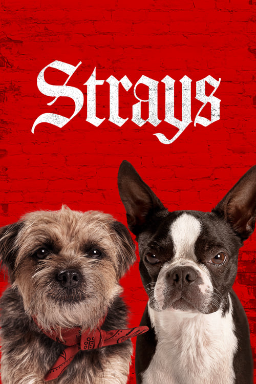 Where to Watch and Stream Strays Free Online