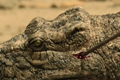 badland hunters crocodile real