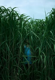 In the Tall Grass Poster.
